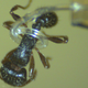 Image for article titled Tiny Robotic Tentacle Can Pick Up Ants Without Crushing Them
